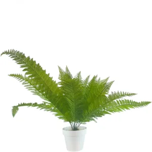Цветочная композиция Папоротник